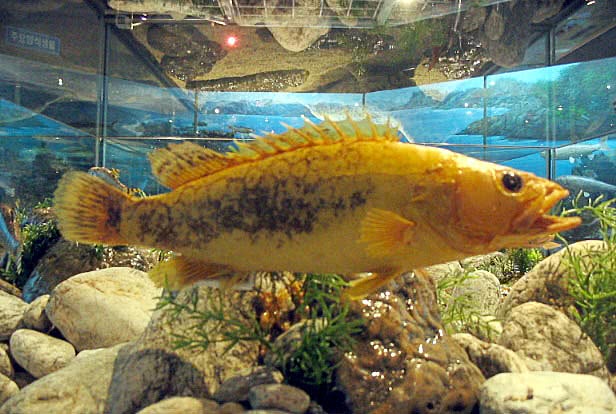 Golden mandarin fish  Siniperca scherzer
