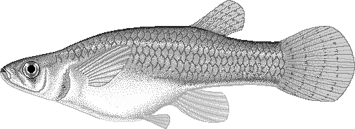 Mosquitofish  Gambusia affinis