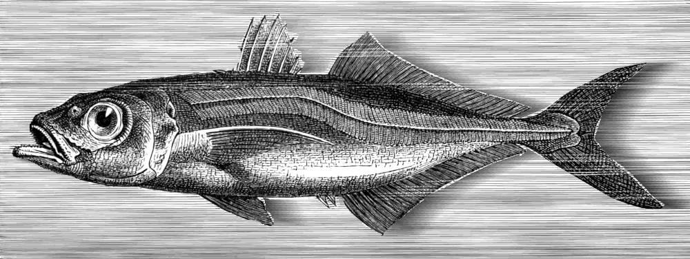 Altantic Horse mackerel