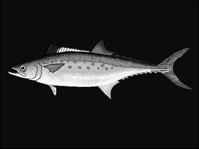 Atlantic Spanish mackerel  Scomberomorus maculatus blueBG