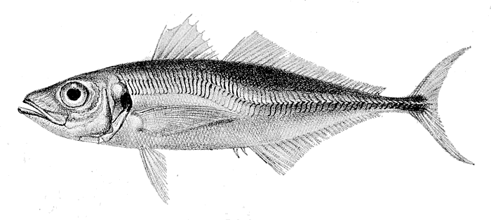 Atlantic horse mackerel  Trachurus trachurus  lineart