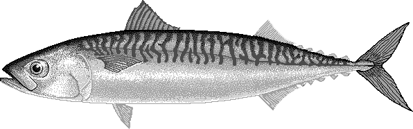 Atlantic mackerel  Scomber scombrus