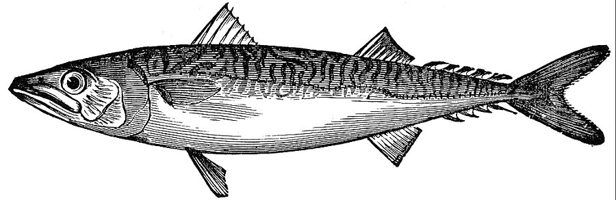 Atlantic mackerel  Scomber scombrus lineart