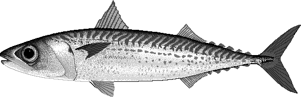 Blue mackerel  Scomber australasicus