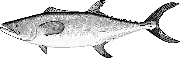 Chinese seerfish mackerel  Scomberomorus sinensis