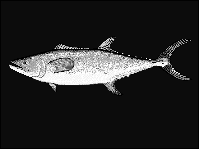 Chinese seerfish mackerel  Scomberomorus sinensis blueBG