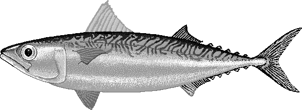 Chub mackerel  Scomber japonicus