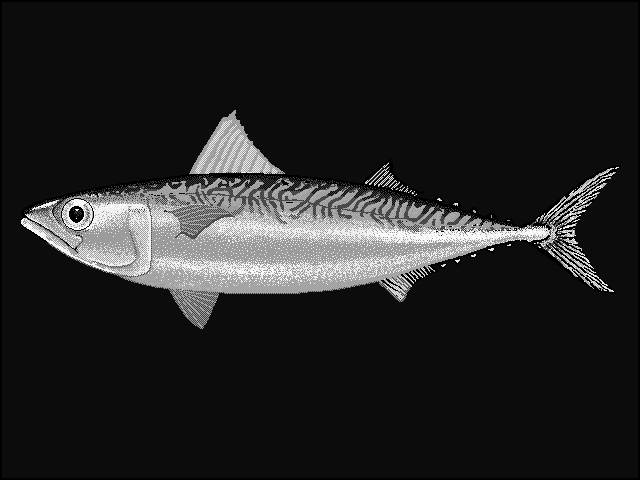 Chub mackerel  Scomber japonicus blueBG