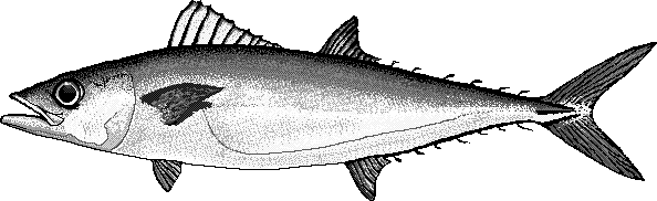 Double-lined mackerel  Grammatorcynus bilineatus