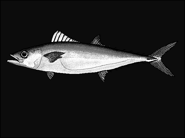 Double-lined mackerel  Grammatorcynus bilineatus blueBG