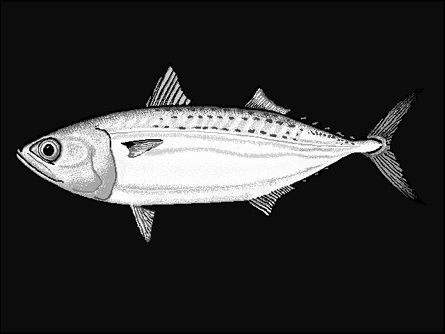 Indian mackerel  Rastrelliger kanagurta blueBG