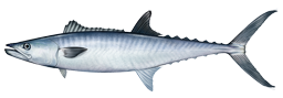 King mackerel  Scomber japonicus