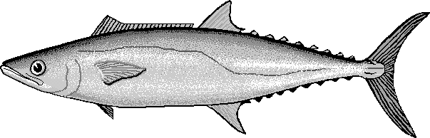 King mackerel  Scomberomorus cavalla
