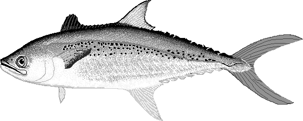Korean mackerel  Scomberomorus koreanus
