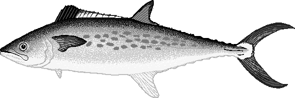 Pacific sierra mackerel  Scomberomorus sierra