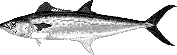 Serra Spanish mackerel  Scomberomorus brasiliensis