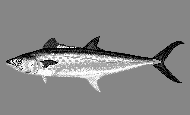 Serra Spanish mackerel  Scomberomorus brasiliensis blueBG