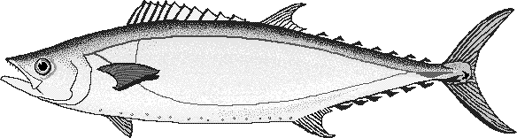 Shark mackerel  Grammatorcynus bicarinatus