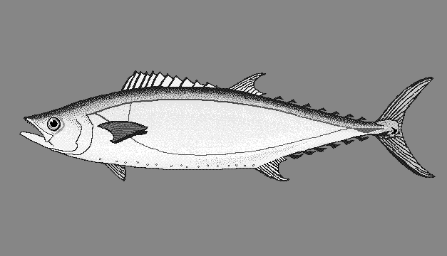 Shark mackerel  Grammatorcynus bicarinatus blueBG