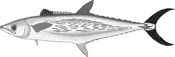Streaked Spanish mackerel  Scomberomorus lineolatus