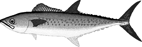 West African Spanish mackerel  Scomberomorus tritor