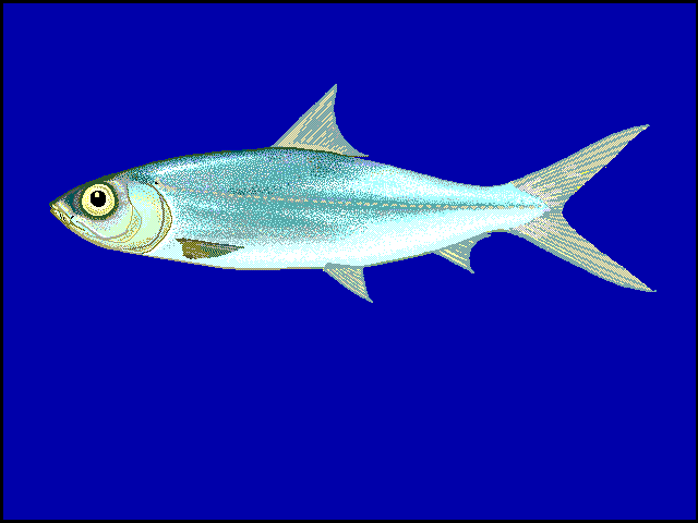 mIlkfish  Chanos chanos blueBG