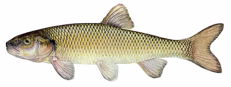 Fallfish  Semotilus corporalis
