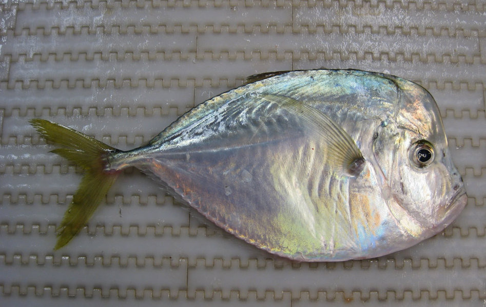 Moonfish  Lampris regius