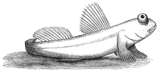 Gobiidae Periophthalmus