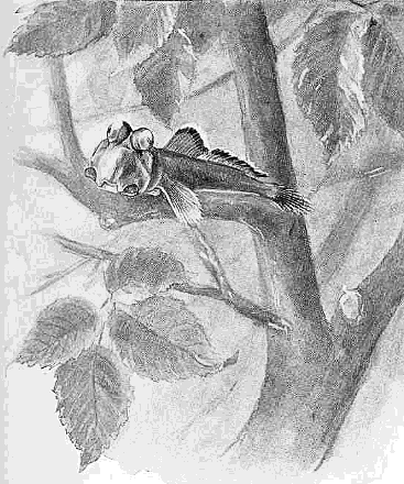 Mudskipper  Periophthalmus  Climbing a Tree