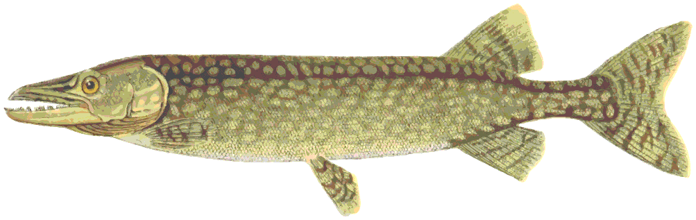 muskellunge clipart