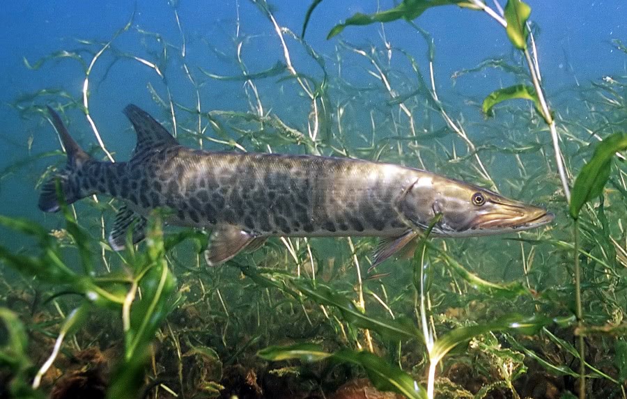 muskellunge in water