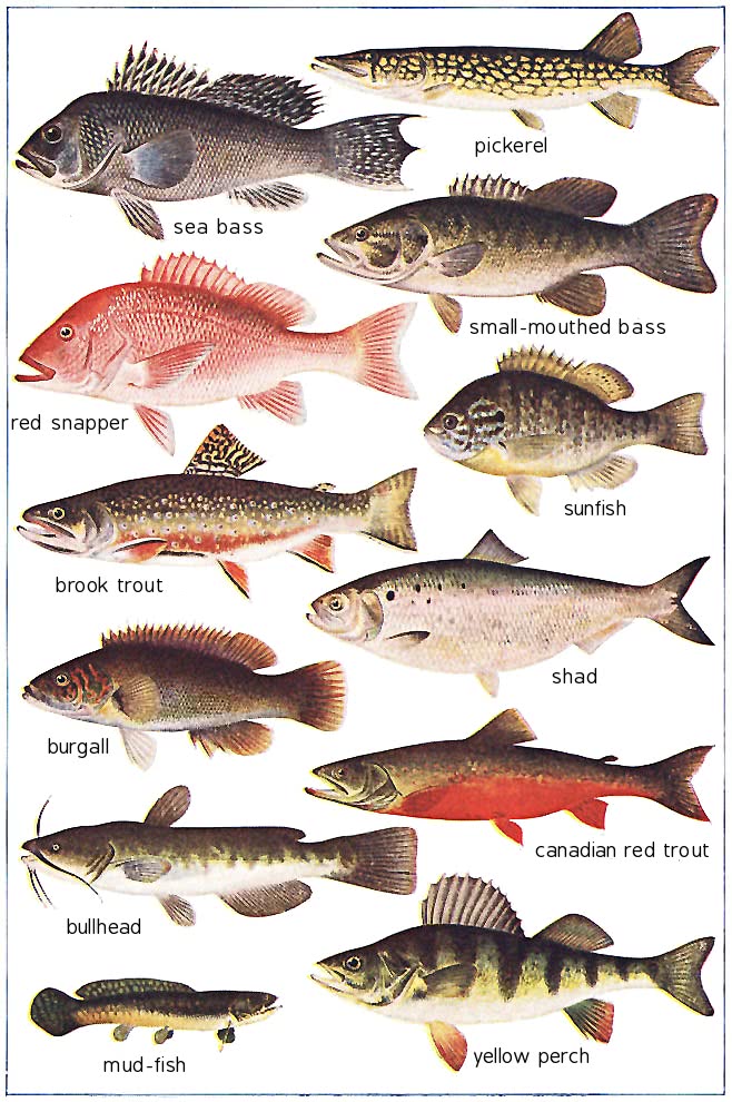 North American game fish