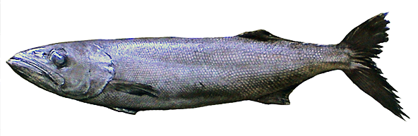 Oilfish  Ruvettus pretiosus