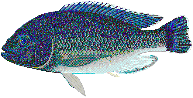 Oreochromis karongae  Lake Malawi