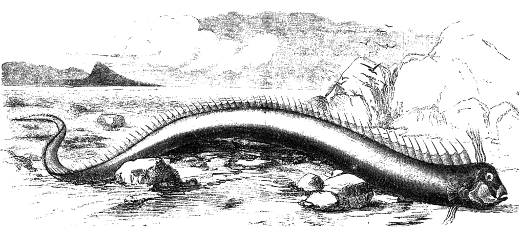 Giant oarfish Bermuda beach 1860