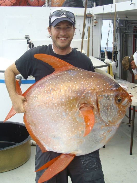 Opah moonfish warm blooded