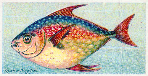 Opah or king-fish