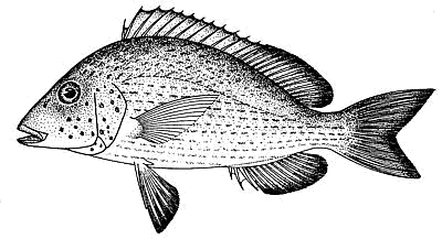 Pigfish  Orthopristis chrysoptera  lineart