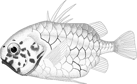 Pineconefish  Monocentris japonicus