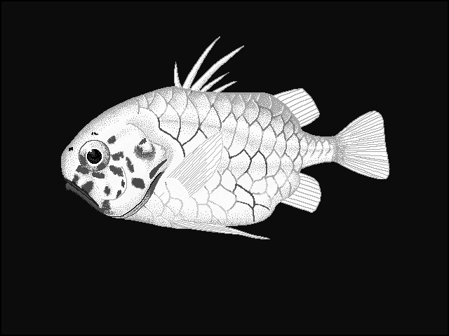 Pineconefish  Monocentris japonicus blueBG