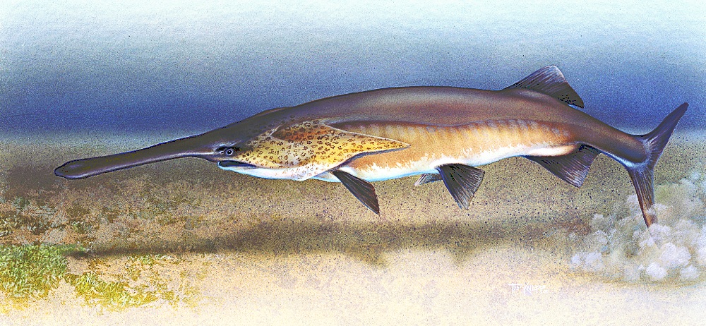 American paddlefish  Polyodon spathula