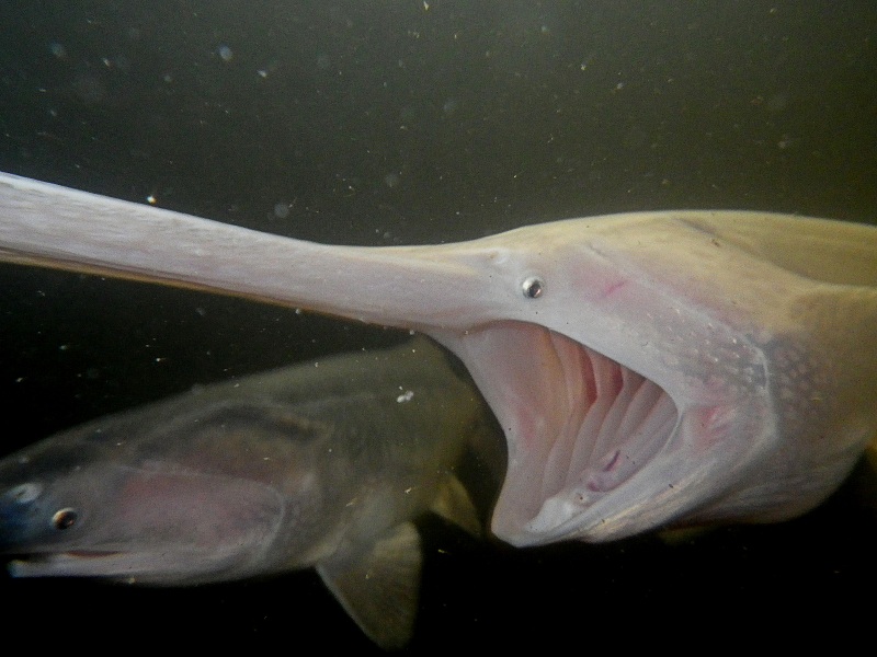 American paddlefish juvinile