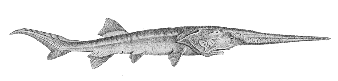 Chinese paddlefish  Psephurus gladius