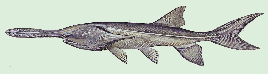 Paddlefish  Polyodontidae