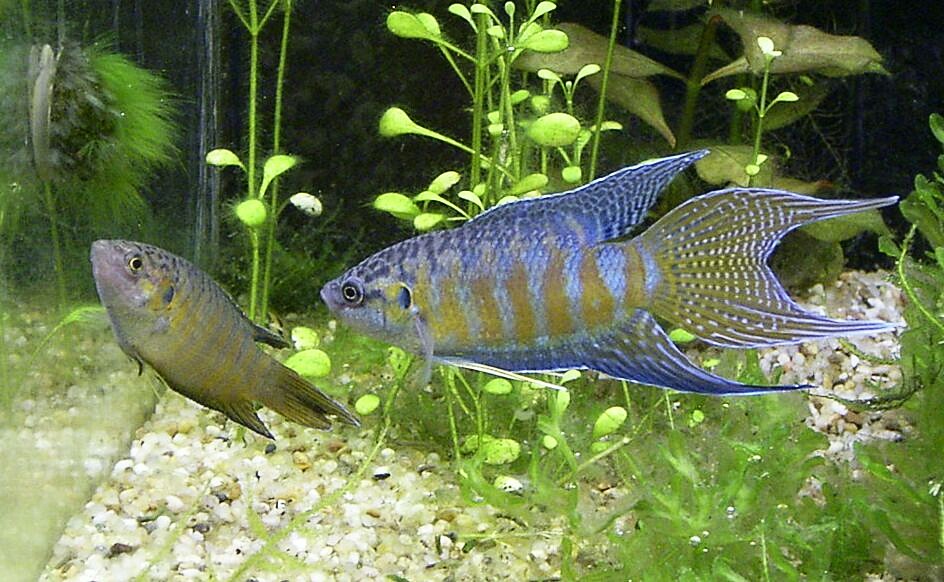 Paradise fish  Macropodus opercularis  pair