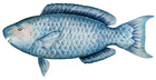 parrotfish/