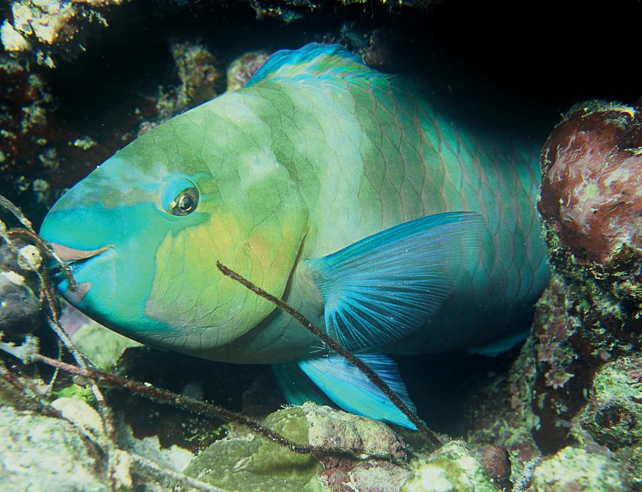 Rusty parrotfish  Scarus ferrugineus