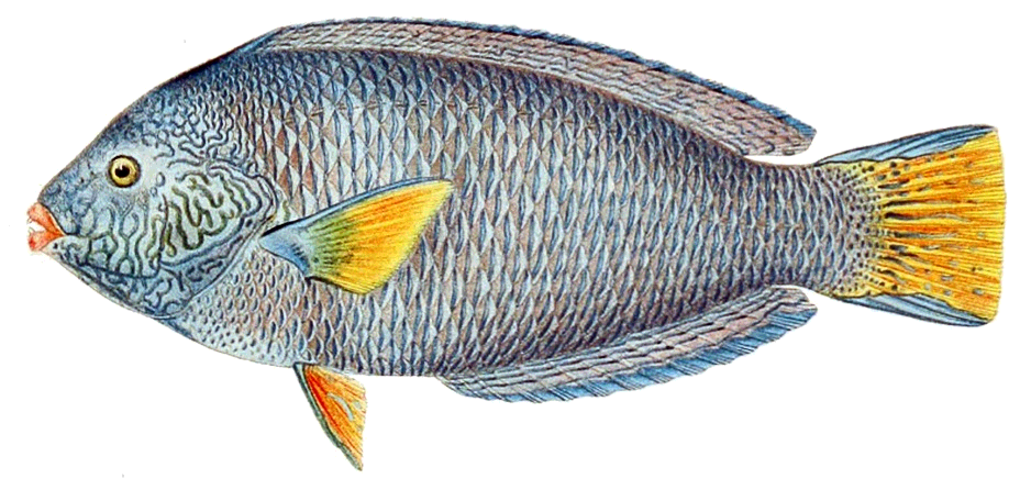 Speckled parrotfish  Chlorurus perspicillatus