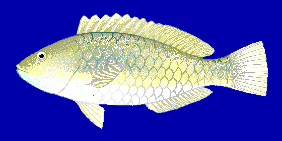 Spinytooth parrotfish  Calotomus spinidens blueBG